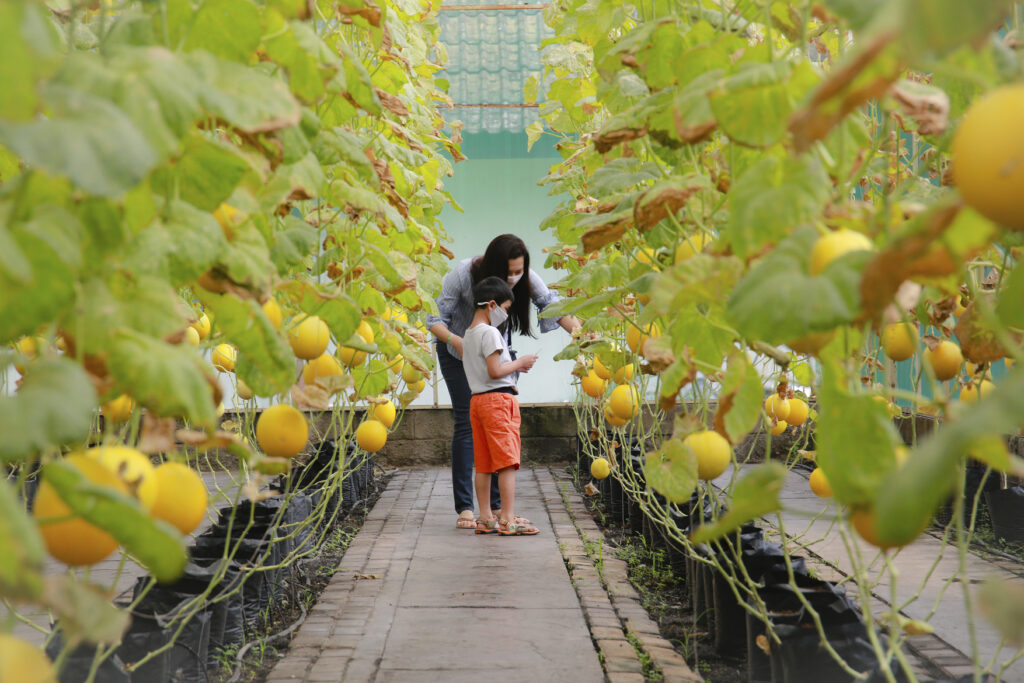 MELON GARDEN, A WOMAN AND BOY VISITING A GREENHOUSE INSPECTING THE CROP. Pramod Kanakath / Climate Visuals Countdown